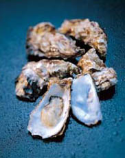 Oysters